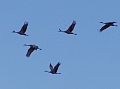 Click to
enlarge