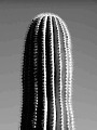 Click to
enlarge